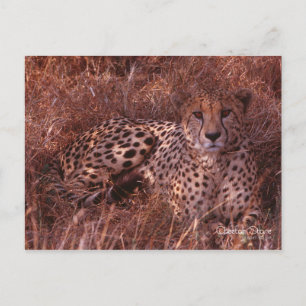 Cheetah Stare Vykort