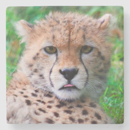 Cheetah Stenunderlägg