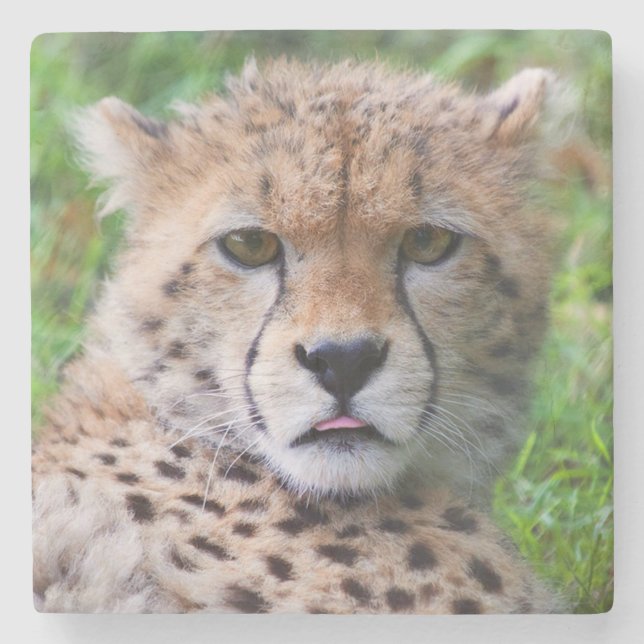 Cheetah Stenunderlägg (Framsidan)