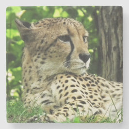 Cheetah Stenunderlägg