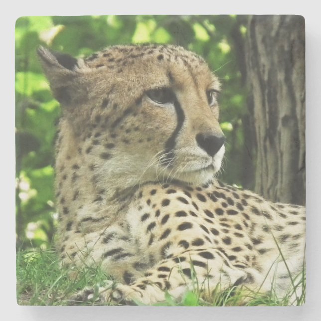 Cheetah Stenunderlägg (Framsidan)