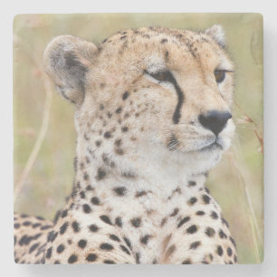 Cheetah Stenunderlägg