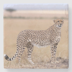 Cheetah Stenunderlägg