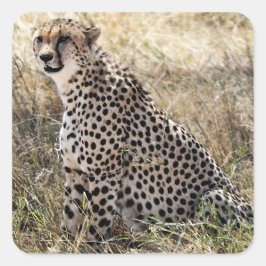 Cheetah Sticker 2 Fyrkantigt Klistermärke