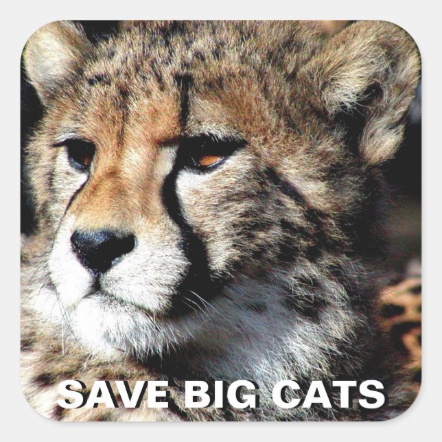 Cheetah Sticker Fyrkantigt Klistermärke (Framsida)