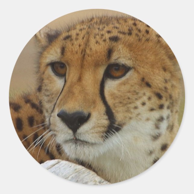 Cheetah Sticker Runt Klistermärke (Framsida)