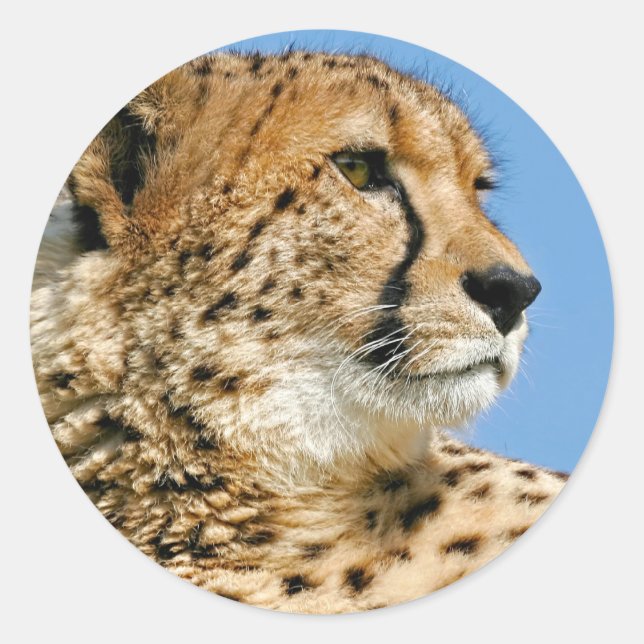 Cheetah Sticker Runt Klistermärke (Framsida)