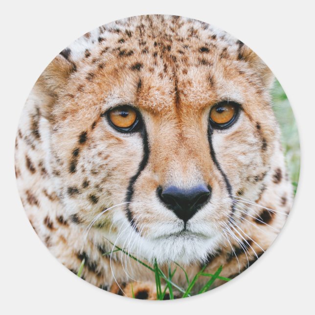 Cheetah Stickers Runt Klistermärke (Framsida)