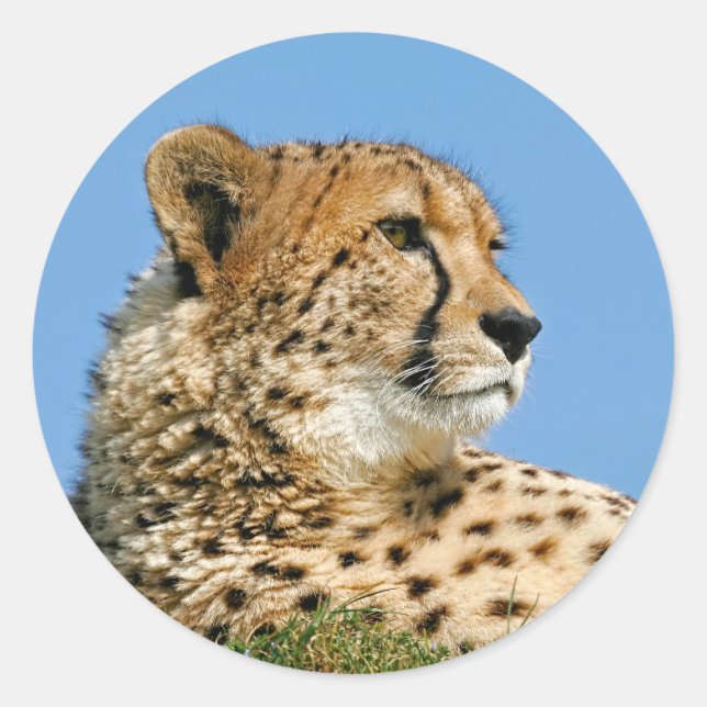 Cheetah Stickers Runt Klistermärke (Framsida)