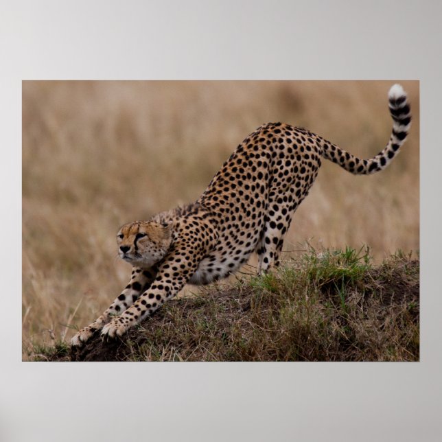Cheetah Stretch Poster (Framsidan)