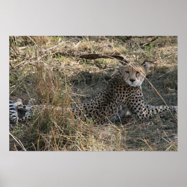 cheetah stretch poster (Framsidan)