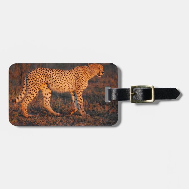 Cheetah Sydafrika på solnedgången Bagagebricka (Horisontell Framsida)