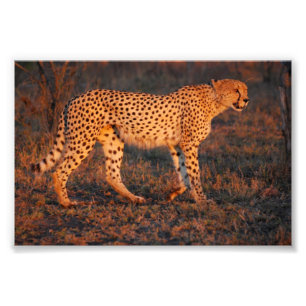Cheetah Sydafrika på solnedgången Fototryck