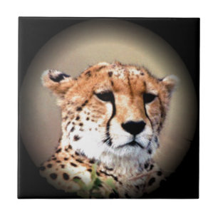 Cheetah Tear Marks Hakunamatata Kakelplatta