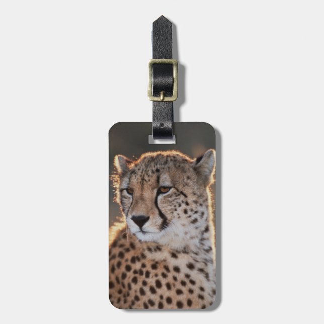 Cheetah tittar bort bagagebricka (Vertikal Framsida)