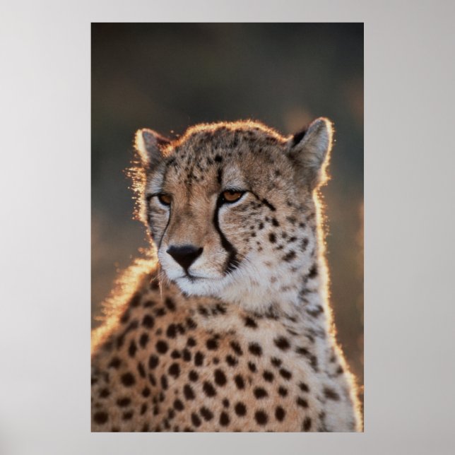 Cheetah tittar bort poster (Framsidan)