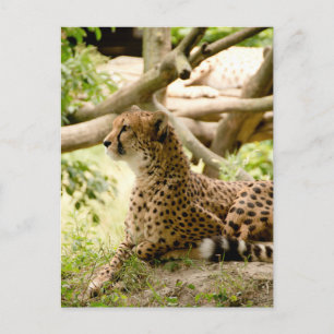 Cheetah Tittar Far Away Vykort