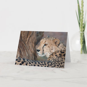 Cheetah Tittar över sitt skulderkort Kort
