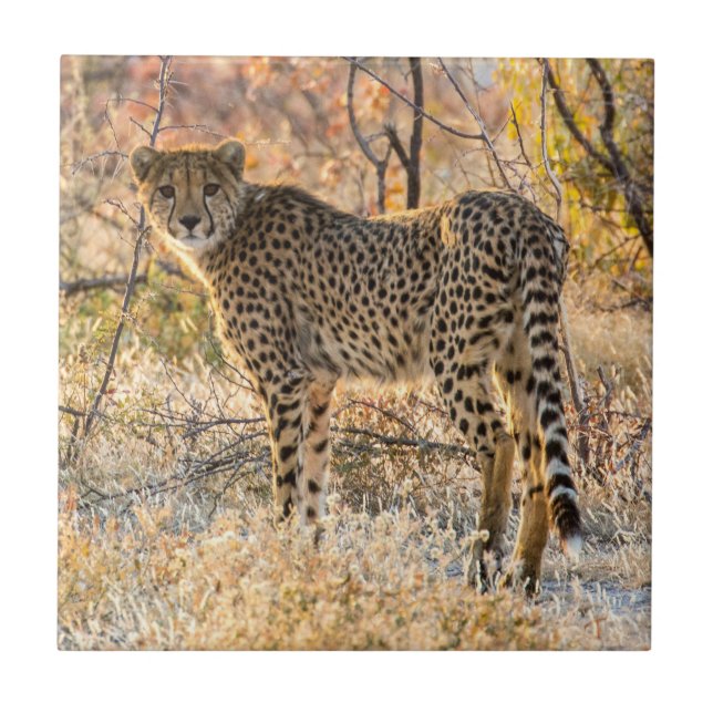 Cheetah Tittar runt Kakelplatta (Framsidan)