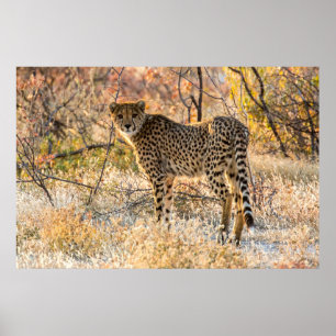 Cheetah Tittar runt Poster