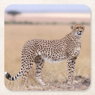 Cheetah Underlägg Papper Kvadrat