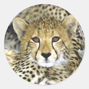 Cheetah Unge 2 Runt Klistermärke