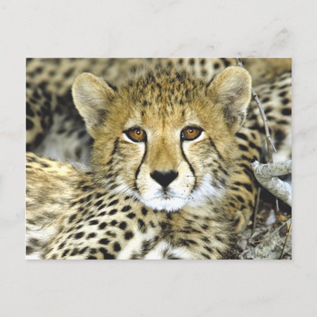 Cheetah Unge 2 Vykort (Framsida)