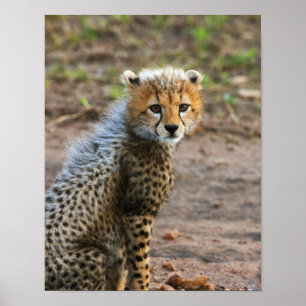 Cheetah Unge Acinonyx Jubatus) enligt Poster