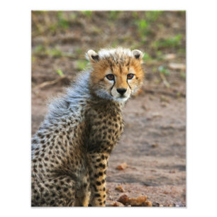 Cheetah Unge Acinonyx Jubatus) Fototryck