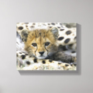 Cheetah Unge Canvastryck