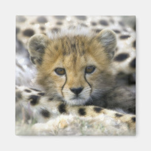Cheetah Unge Magnet