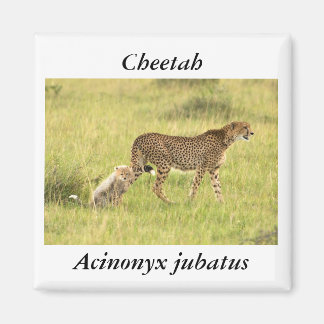 Cheetah & unge Magnet