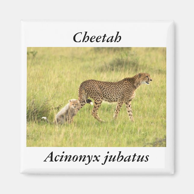 Cheetah & unge Magnet (Framsidan)