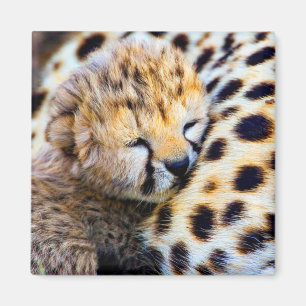 Cheetah Unge Magnet
