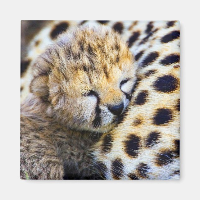 Cheetah Unge Magnet (Framsidan)
