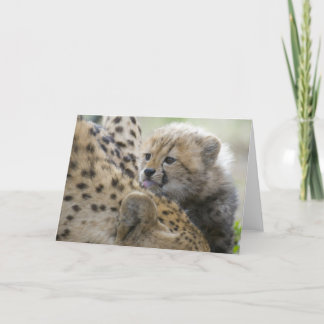 Cheetah Unge med Mamma Kort