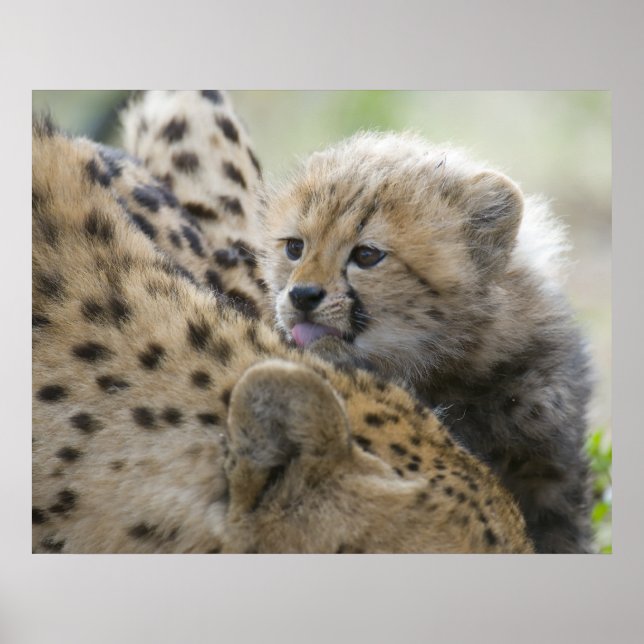 Cheetah Unge med Mamma Poster (Framsidan)