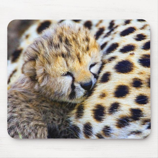 Cheetah Unge Musmatta (Framsidan)