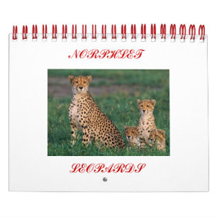 cheetah-unge, NORPHLET, LEOPARDS Kalender