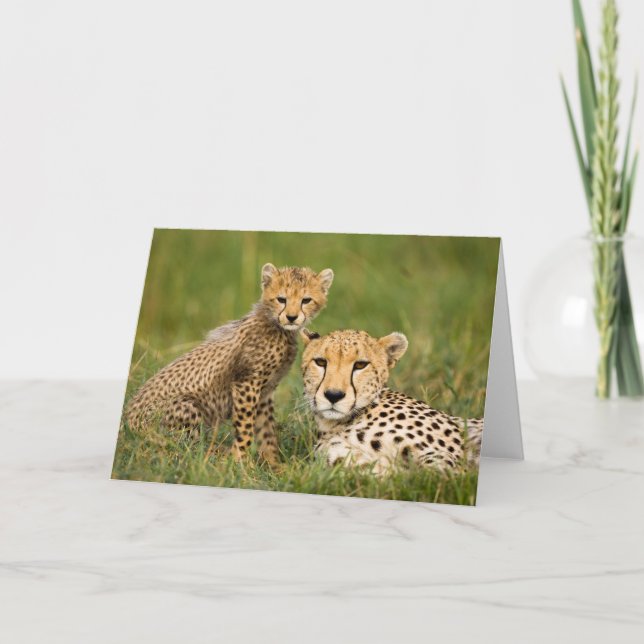 Cheetah Unge och Parent i Grass Kort (Framsida)