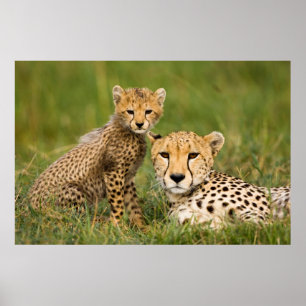Cheetah Unge och Parent i Grass Poster