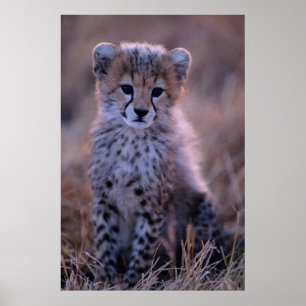 Cheetah Unge   Savannah, Kenya Poster