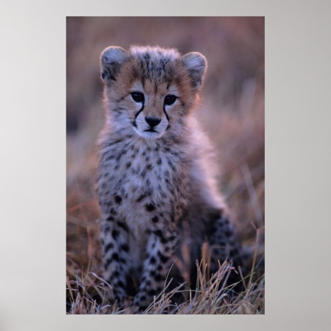 Cheetah Unge | Savannah, Kenya Poster (Framsidan)