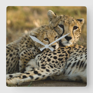 Cheetah Unge Snuggling med Mamma Fyrkantig Klocka