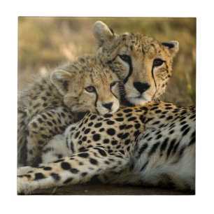 Cheetah Unge Snuggling med Mamma Kakelplatta