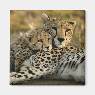 Cheetah Unge Snuggling med Mamma Magnet
