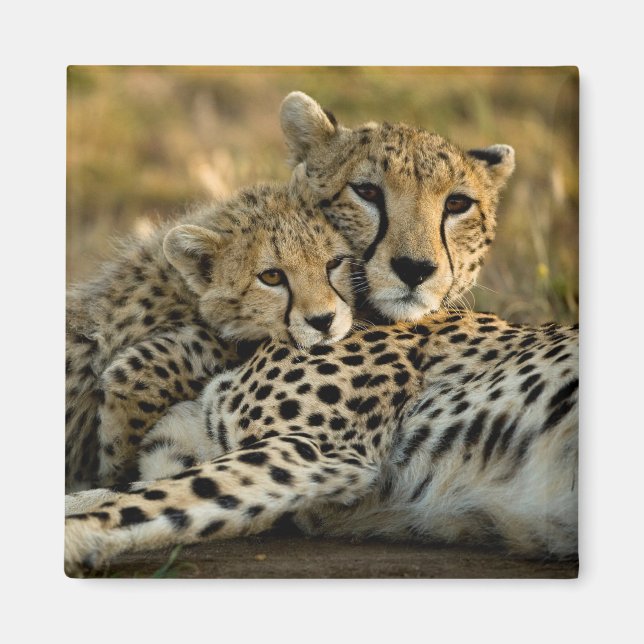 Cheetah Unge Snuggling med Mamma Magnet (Framsidan)