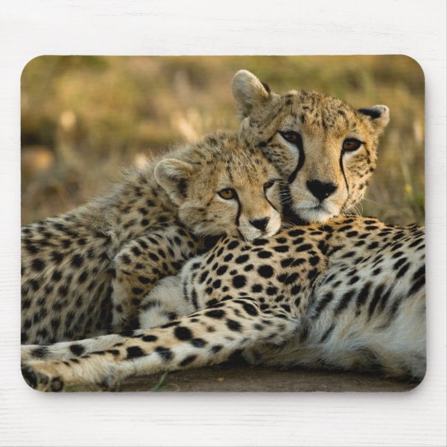 Cheetah Unge Snuggling med Mamma Musmatta (Framsidan)