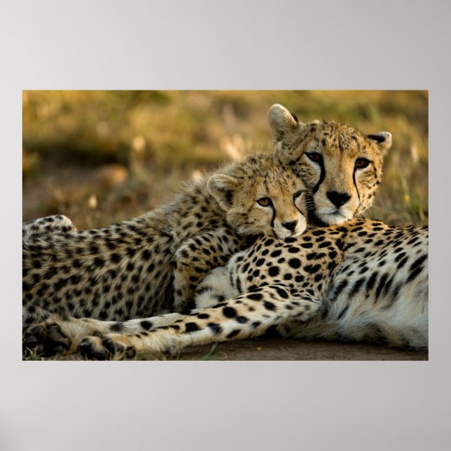 Cheetah Unge Snuggling med Mamma Poster (Framsidan)