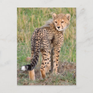 Cheetah Unge Tittar er väg. Vykort